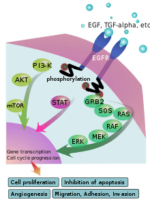 EGFR_signaling_pathway.svg