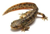 newt